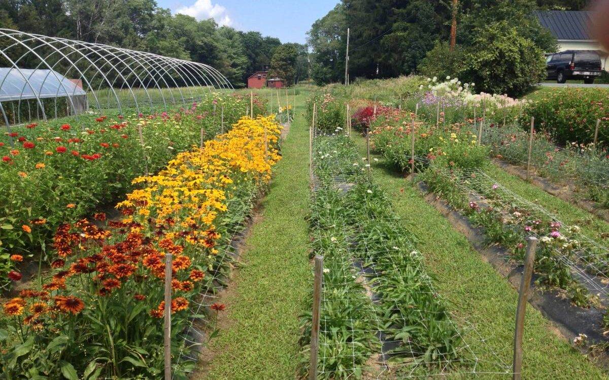 Comment faire un potager dans son jardin ? Kingersheim