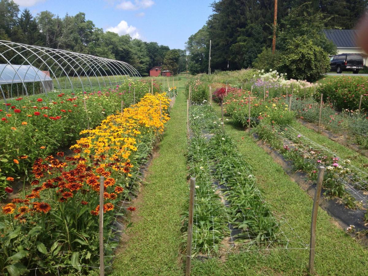 Comment faire un potager dans son jardin ? Kingersheim