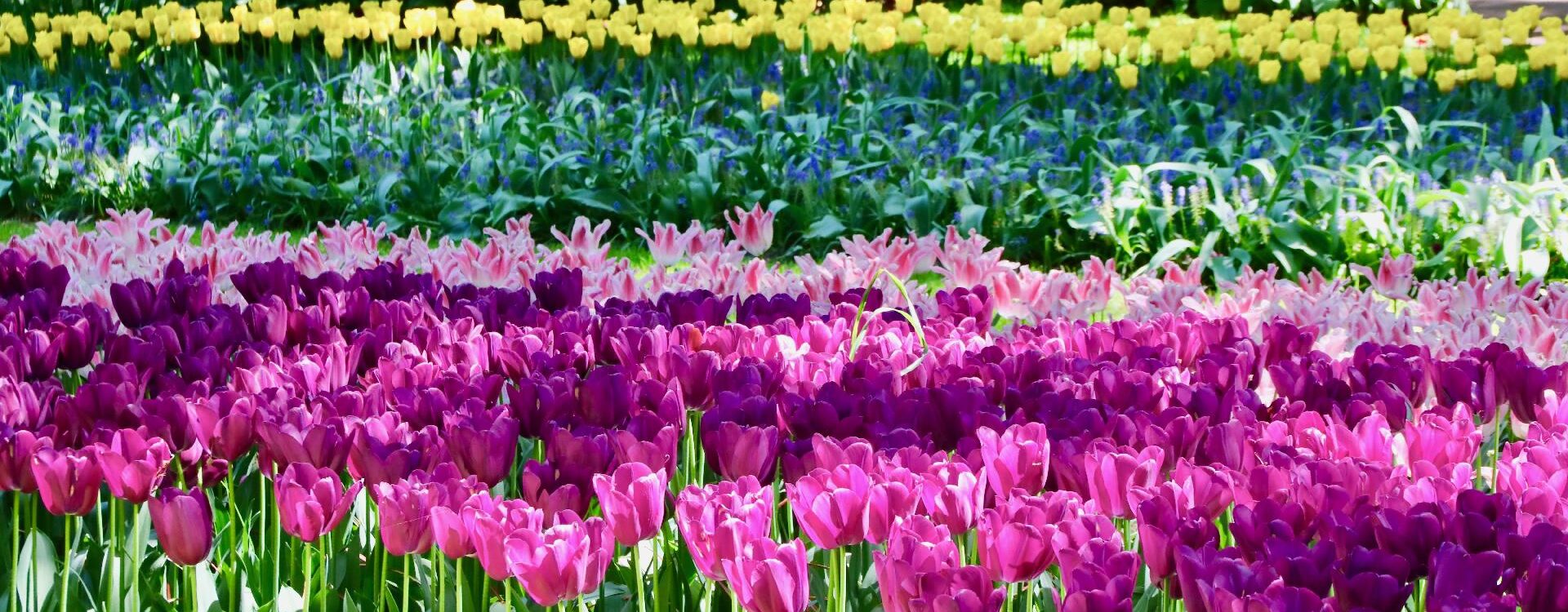 JARDIN FLEURS 1920X750 | Caspar Paysage Comment organiser son jardin ? Kingersheim