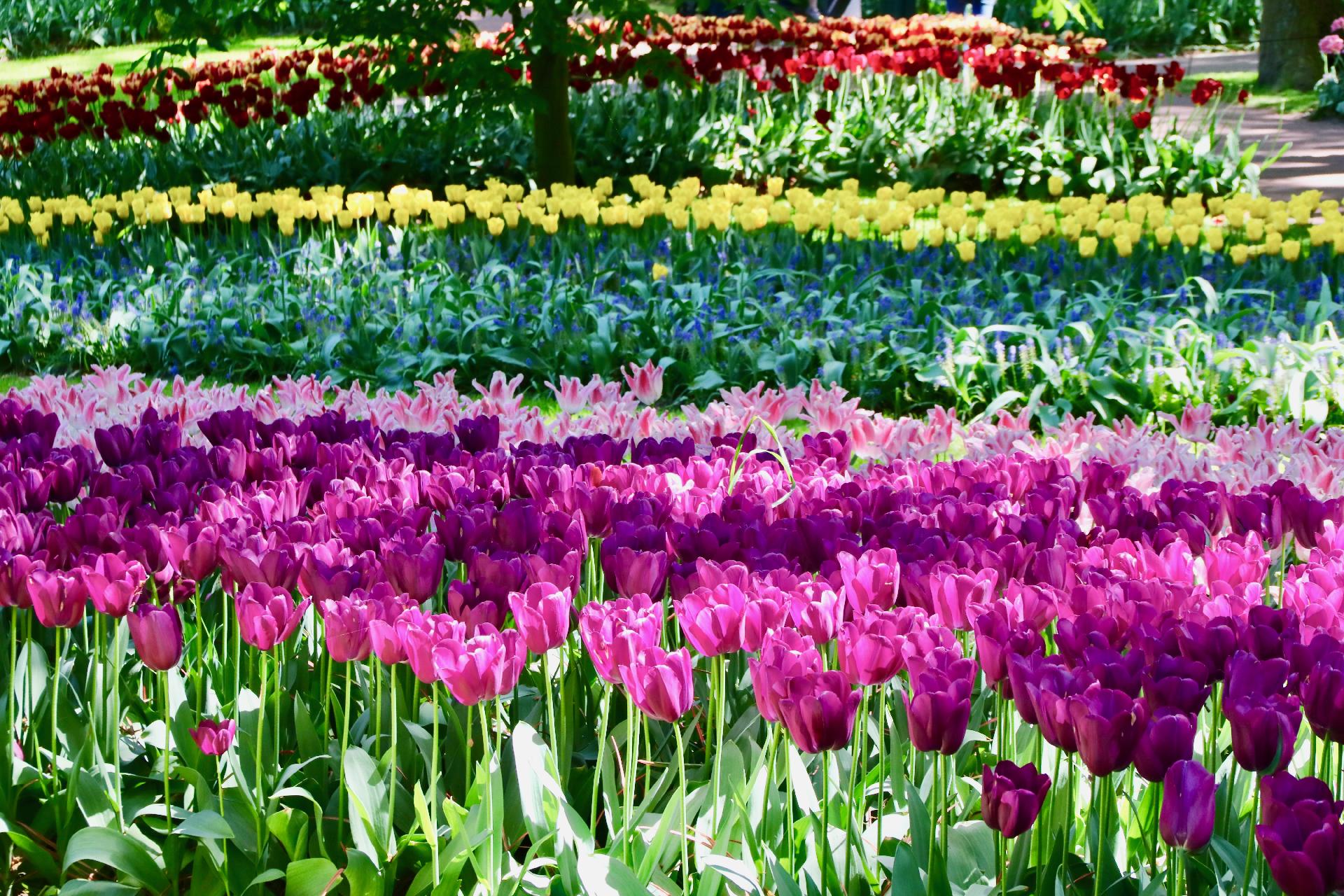Comment créer son jardin ? Wittenheim