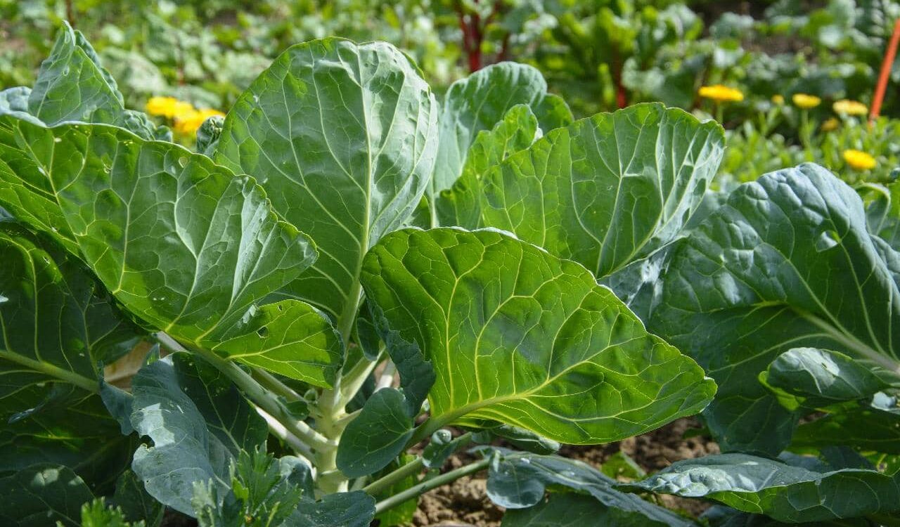 Quelle est la meilleure exposition pour un potager ? Pfastatt