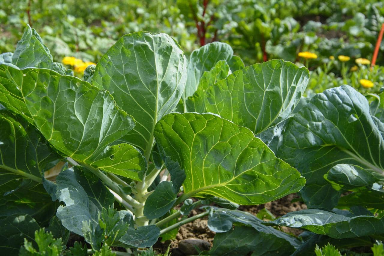 Quelle est la meilleure exposition pour un potager ? Pfastatt