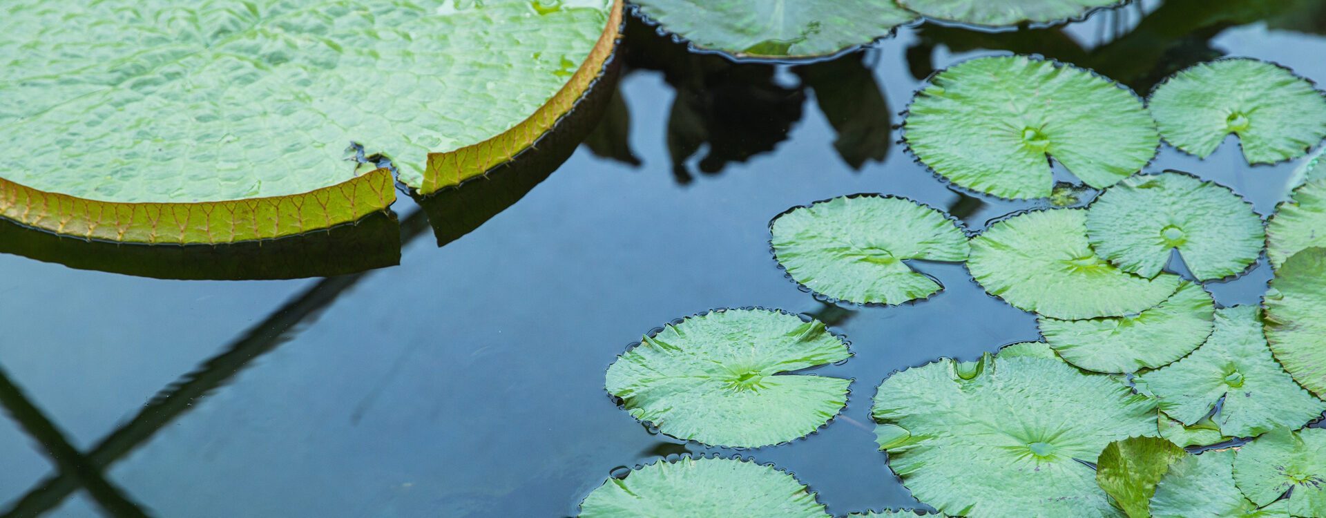 Pourquoi avoir un bassin dans son jardin ? Illzach