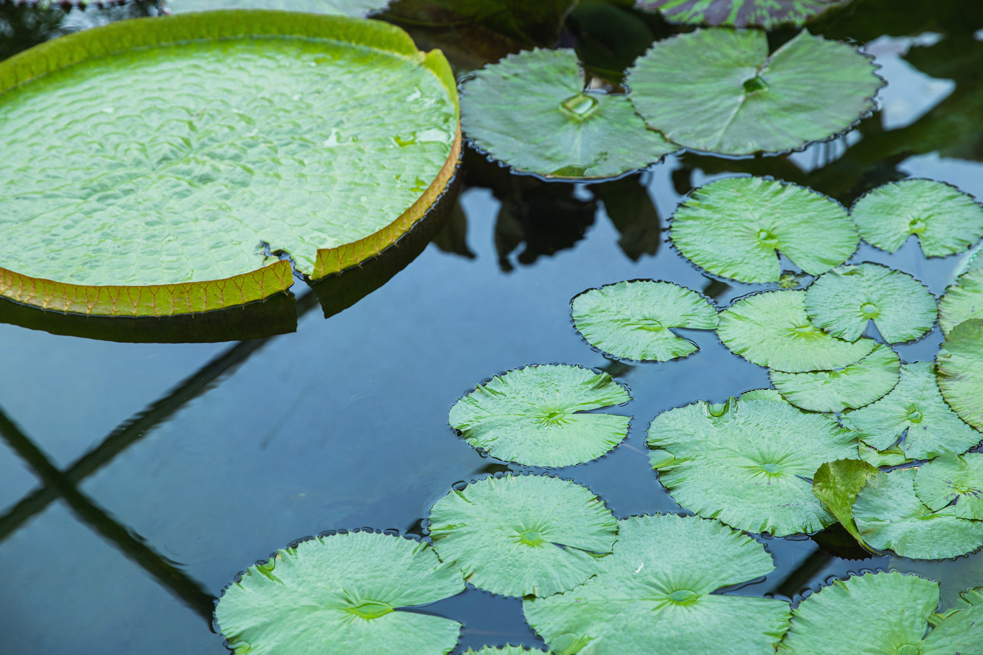 Pourquoi avoir un bassin dans son jardin ? Illzach
